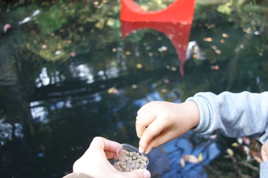 箱根彫刻の森美術館の池に浮かぶ彫刻3で鯉に餌やり