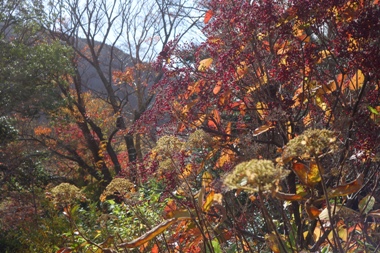 箱根彫刻の森美術館の秋の紅葉
