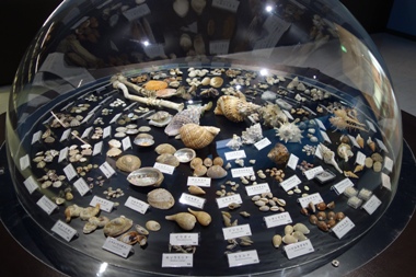神奈川県ケープ真鶴「遠藤貝類博物館」