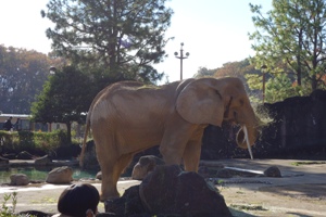 東京多摩動物公園アフリカゾウ