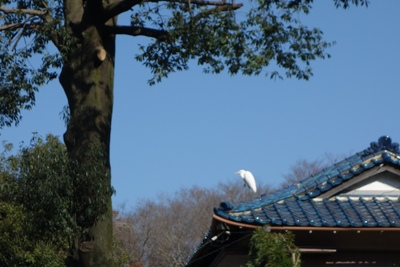 子連れOK！初心者OK！神奈川の釣り堀～自然の中でゆったり「草柳園フィッシングセンター」野鳥（さぎ）