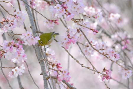 桜と鶯～和歌の春のイメージ