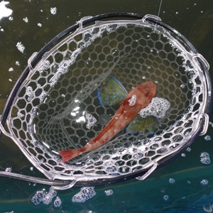 釣って見つけるぼうけんの国湘南釣堀の海魚ホウボウ