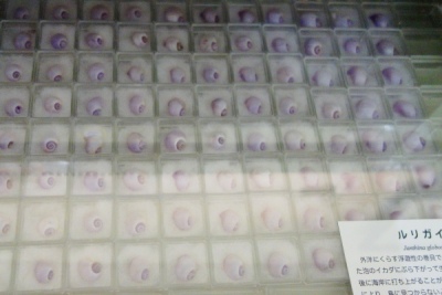 神奈川真鶴「遠藤貝類博物館」のルリガイ