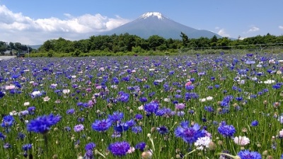 富士山中湖観光【森の中の水族館（さかな公園）】～周辺情報花の都公園