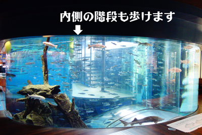富士山中湖観光【森の中の水族館（さかな公園）】～二重回遊水槽