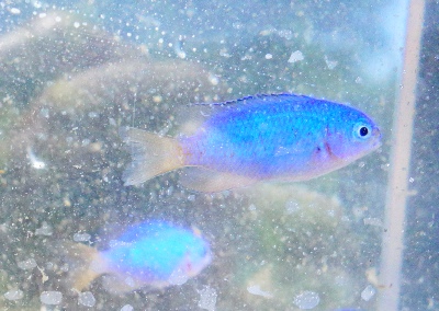 【子ども自然体験】ソラスズメダイを採りに静岡・沼津の大瀬海水浴場へ～採った魚