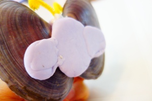 子ども工作】貝殻キャンドル～二枚貝で蝶のキャンドル