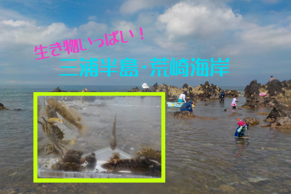 生き物いっぱい！三浦半島・荒崎海岸はBBQもできる最高の『磯遊び』スポット！