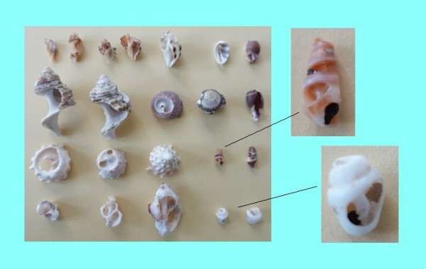 【自然遊び】自由研究にも◎～『ビーチコーミング』貝殻拾い～巻貝の構造