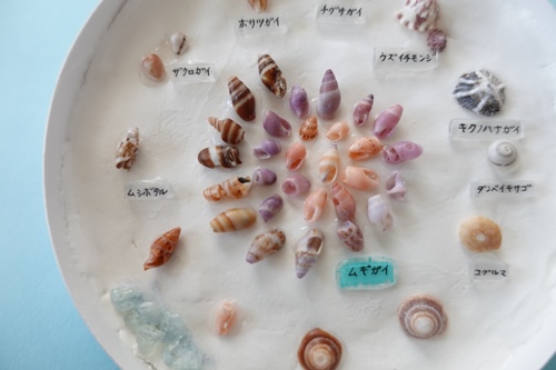 【貝殻工作】微小貝『ミニ標本』～ダンベイキサゴ・コグルマ・ムギガイ・ムシボタル・ザクロガイなど