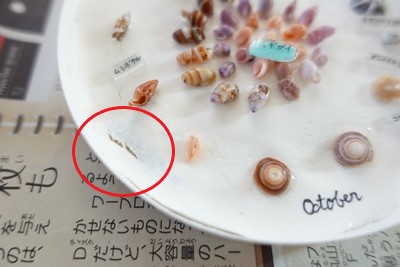 【貝殻工作】小さい！稚貝・微小貝を『ミニ標本』に！