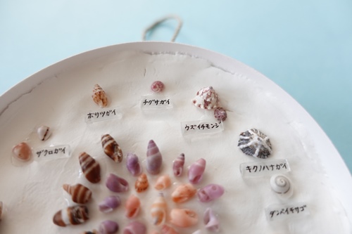 【貝殻工作】微小貝『ミニ標本』～ザクロガイ・ボサツガイ・チグサガイ・ウズイチモンジ・キクノハナガイ・ダンベイキサゴなど