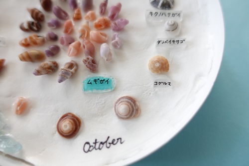 【貝殻工作】微小貝『ミニ標本』～ダンベイキサゴ・コグルマ・ムギガイなど