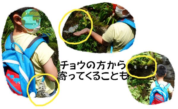 【生き物好きは是非！】関東・東京『足立区立生物園』～子供お出かけスポット～チョウの大温室