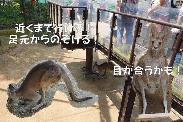 【生き物好きは是非！】関東・東京『足立区立生物園』～子供お出かけスポット～オーストラリアドームのカンガルー