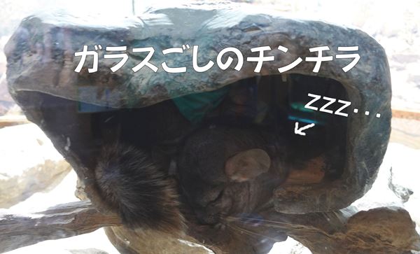 【生き物好きは是非！】関東・東京『足立区立生物園』～子供お出かけスポット～チンチラ