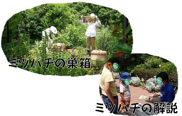 【生き物好きは是非！】関東・東京『足立区立生物園』～子供お出かけスポット～ミツバチの巣箱やミツバチの解説