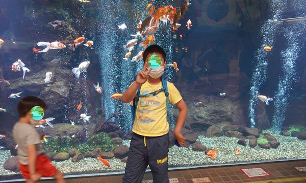 【生き物好きは是非！】関東・東京『足立区立生物園』～子供お出かけスポット～金魚の大水槽
