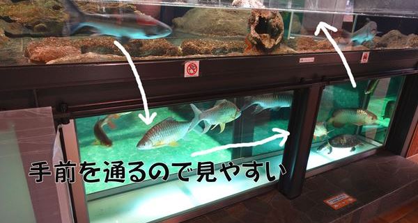 【生き物好きは是非！】関東・東京『足立区立生物園』～子供お出かけスポット～魚の水槽