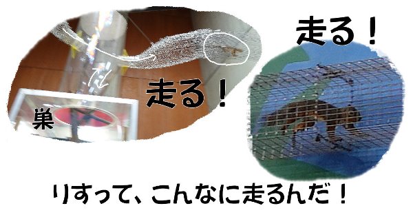 【生き物好きは是非！】関東・東京『足立区立生物園』～子供お出かけスポット～ニホンリス