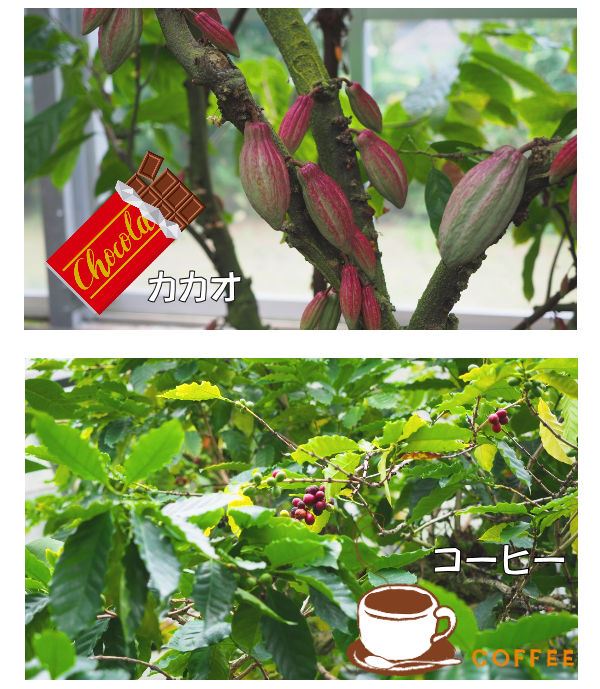 【カカオやコーヒーなどの熱帯果樹】熱川バナナワニ園の魅力！～レッサーパンダやマナティーも！