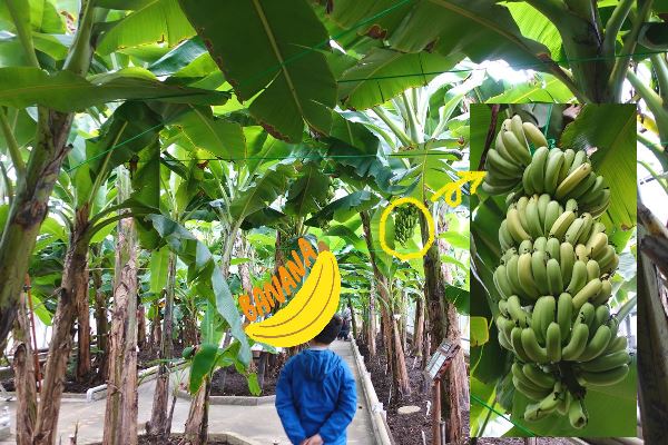 【バナナの温室】熱川バナナワニ園の魅力！～レッサーパンダやマナティーも！