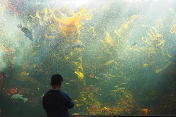海藻の林（ジャイアントケルプ）～『葛西臨海水族園』～珍しい生き物も豊富！