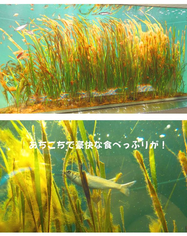 東京湾（アマモ場・ボラなど）～『葛西臨海水族園』～珍しい生き物も豊富！