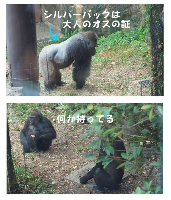 ニシゴリラ～【見逃さないで！上野動物園のココも見どころ】～パンダ以外にも、是非見てほしい生き物たち！