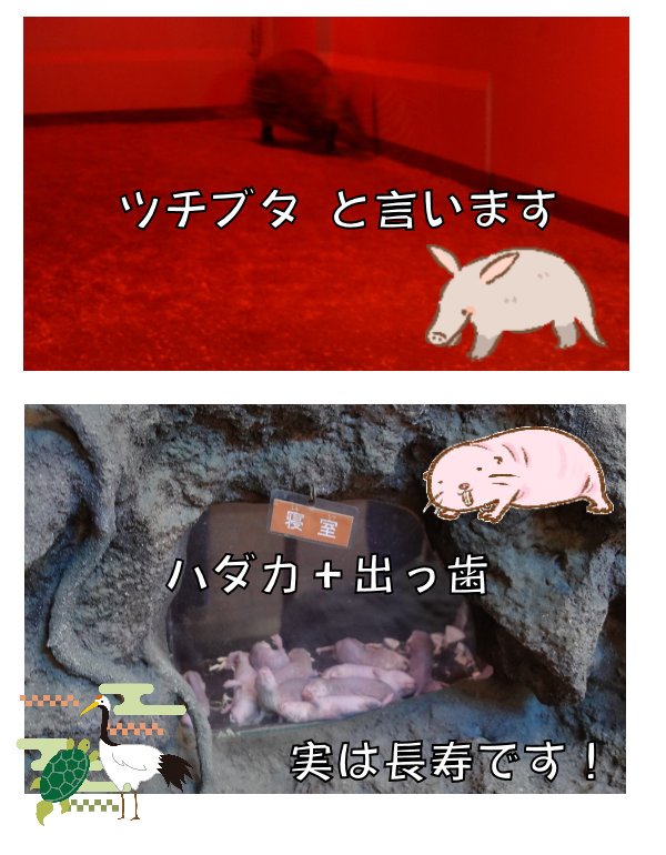 小獣館～【見逃さないで！上野動物園のココも見どころ】～ツチブタ・ハダカデバネズミ