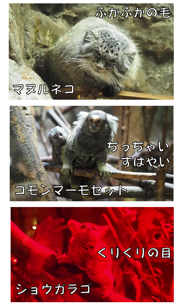 小獣館～【見逃さないで！上野動物園のココも見どころ】～マヌルネコ・コモンマーモセット・ショウガラゴ