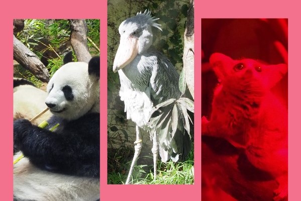 【見逃さないで！上野動物園のココも見どころ】～パンダ以外にも、是非見てほしい生き物たち！