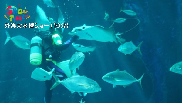 外洋大水槽ショー！～福岡『マリンワールド海の中道』～子供が遊んで・学べる大きな水族館！