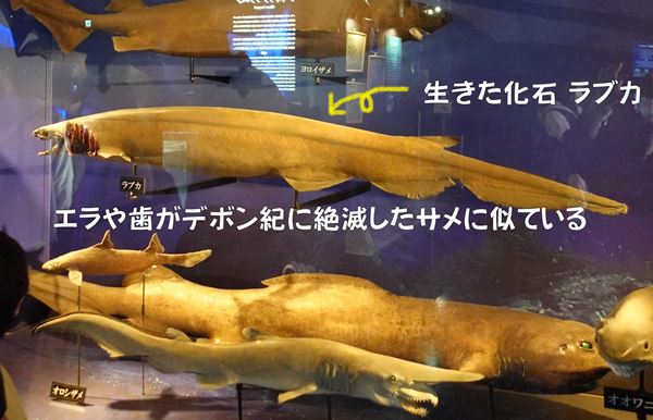 生きた化石ラブカ・深海ザメはく製～水族館で学ぼう！超個性派の生き物たち『沼津港深海水族館・シーラカンスミュージアム』