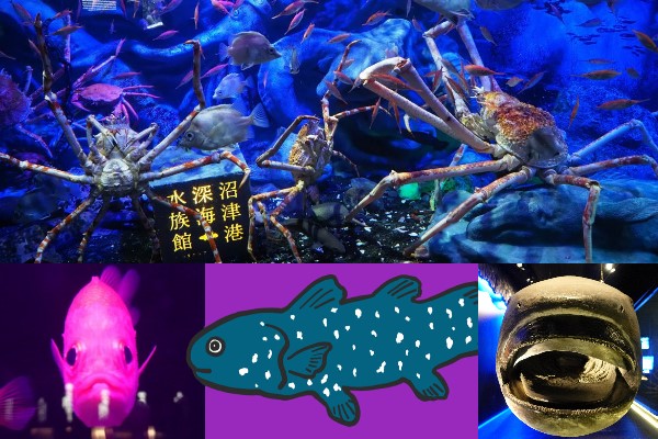 水族館で学ぼう！超・個性派の生き物たち『沼津港深海水族館・シーラカンスミュージアム』