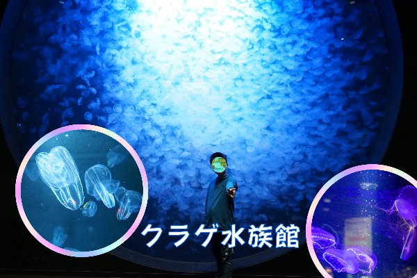 【クラゲ水族館】クラゲは不思議な魅力がいっぱい！～山形県・加茂水族館の見どころ！