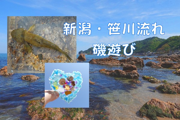【磯遊び】新潟・笹川流れで子供と磯遊び＆貝殻拾い～リサイクル貝殻工作も！