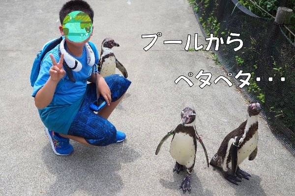 動物との距離が近い！クオッカもいる【埼玉県こども動物自然公園】のフンボルトペンギン