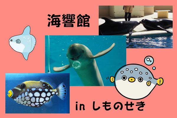 【山口・下関水族館】海響館はやっぱりフグが世界一！～でもそれ以外もすごかった！