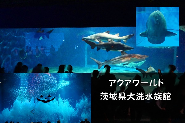 【茨城・水族館】サメにびっくり！驚きいっぱい！～『アクアワールド茨城県大洗水族館』