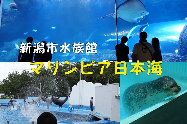 【新潟水族館】子供と一緒にマリンピア日本海へ！