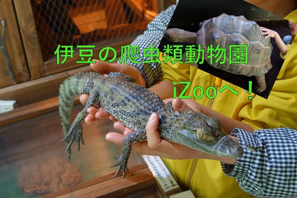 【伊豆・珍しい動物園】爬虫類いっぱい！ふれあいいっぱい！～子供と一緒にイズー（iZoo）へ