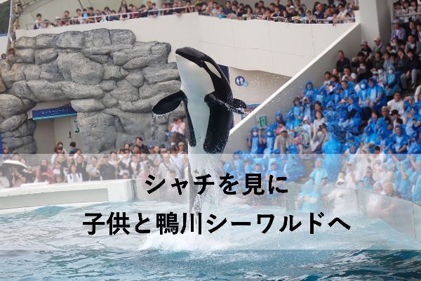 【千葉・水族館】シャチのショーを見に子供と鴨川シーワルドへ！