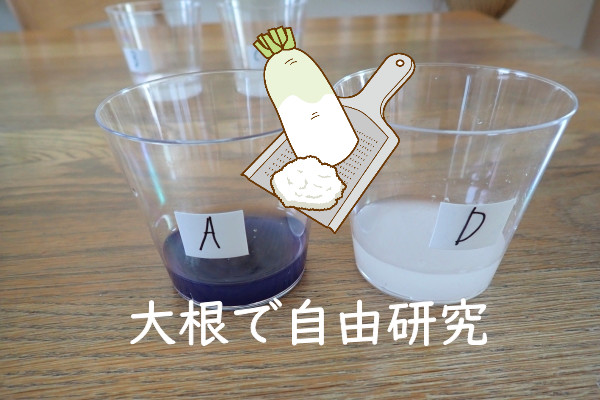 【科学実験】大根のアミラーゼでデンプンを分解！～小学生・中学生自由研究